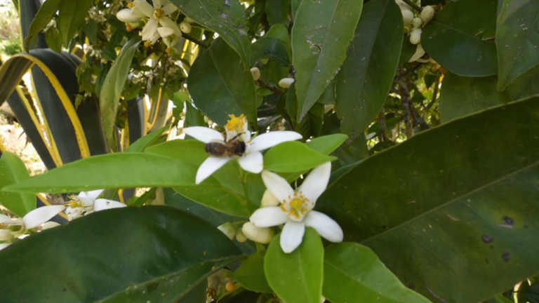 Screenshotter--AikiEnAikifarminPortugal-0’27”