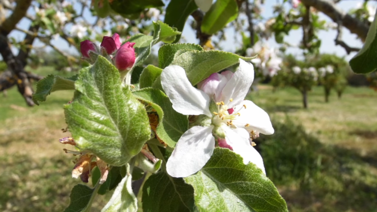 Screenshotter--AikiEnAikifarminPortugal-0’30”