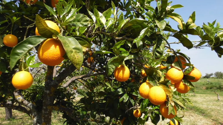 Screenshotter--AikiEnAikifarminPortugal-0’34”