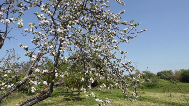 Screenshotter--AikiEnAikifarminPortugal-0’39”