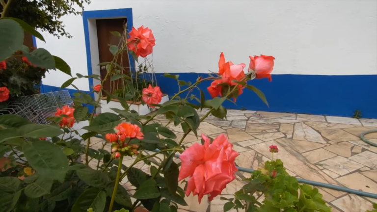 Screenshotter--AikiEnAikifarminPortugal-1’04”