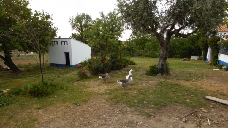 Screenshotter--AikiEnAikifarminPortugal-1’18”