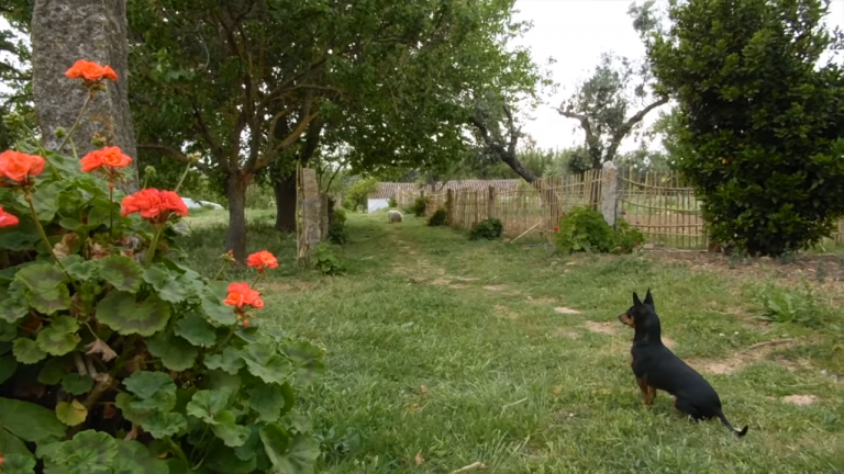 Screenshotter--AikiEnAikifarminPortugal-2’12”