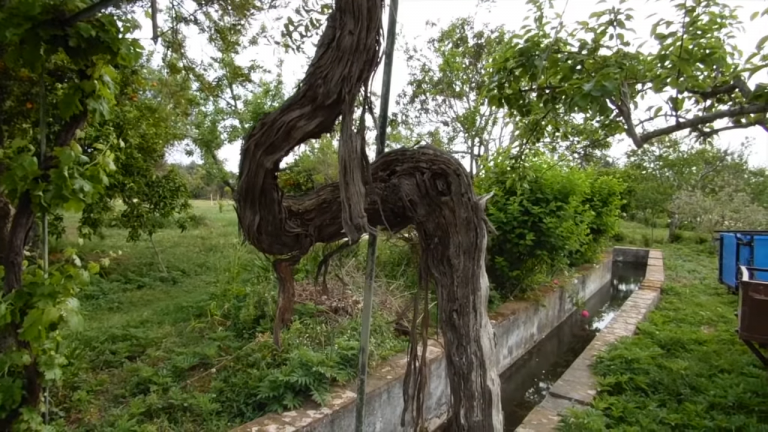 Screenshotter--AikiEnAikifarminPortugal-2’47”