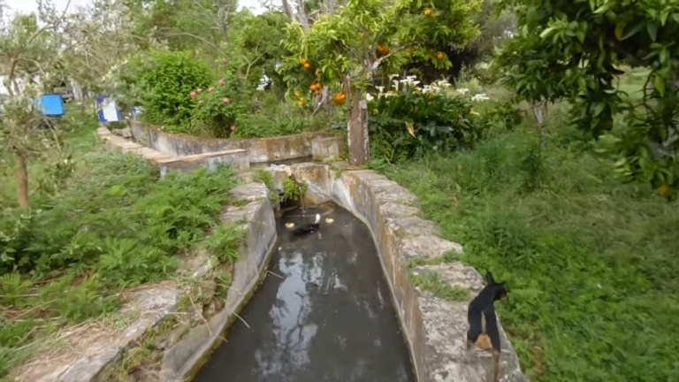 Screenshotter--AikiEnAikifarminPortugal-4’21”