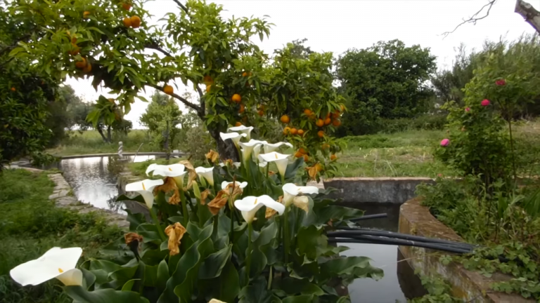 Screenshotter--AikiEnAikifarminPortugal-5’52”